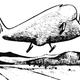 Illustration for article titled This Was The British Space Shuttle Concept